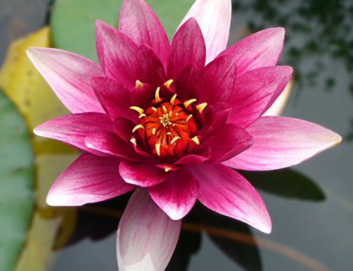 Aquatic Plants for Mini Ponds: Top 10 Picks for a Thriving Water Garden