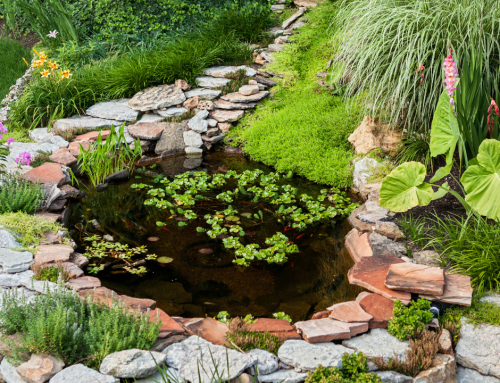 5 Practical Reasons to Choose a Small Backyard Pond