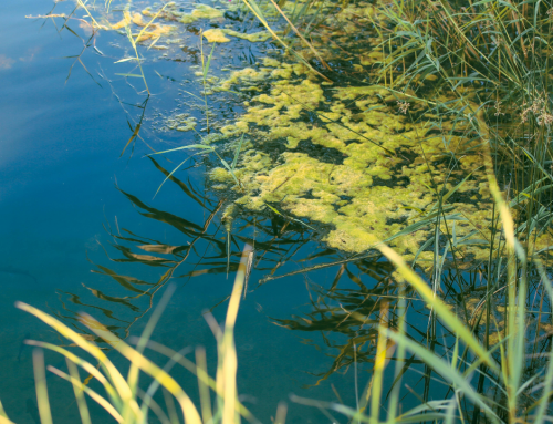 Hello Spring, Hello Algae